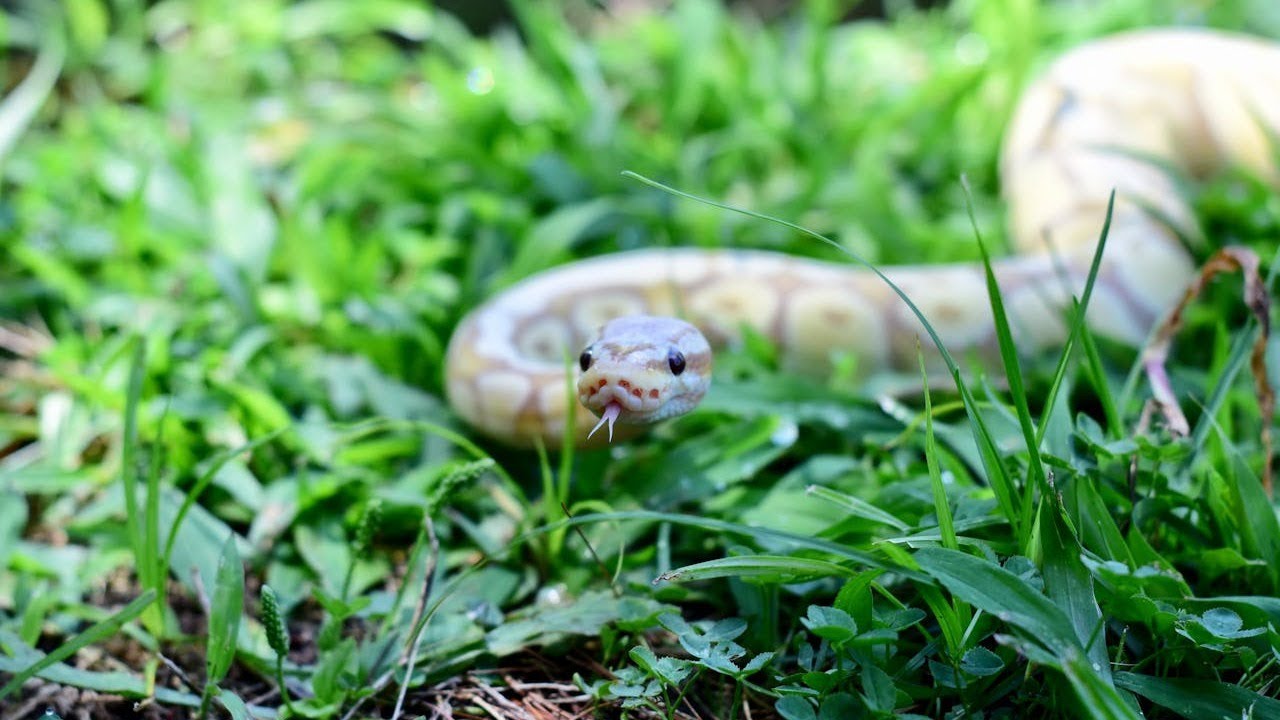 ケープハウススネークは良いペットですか？🐍