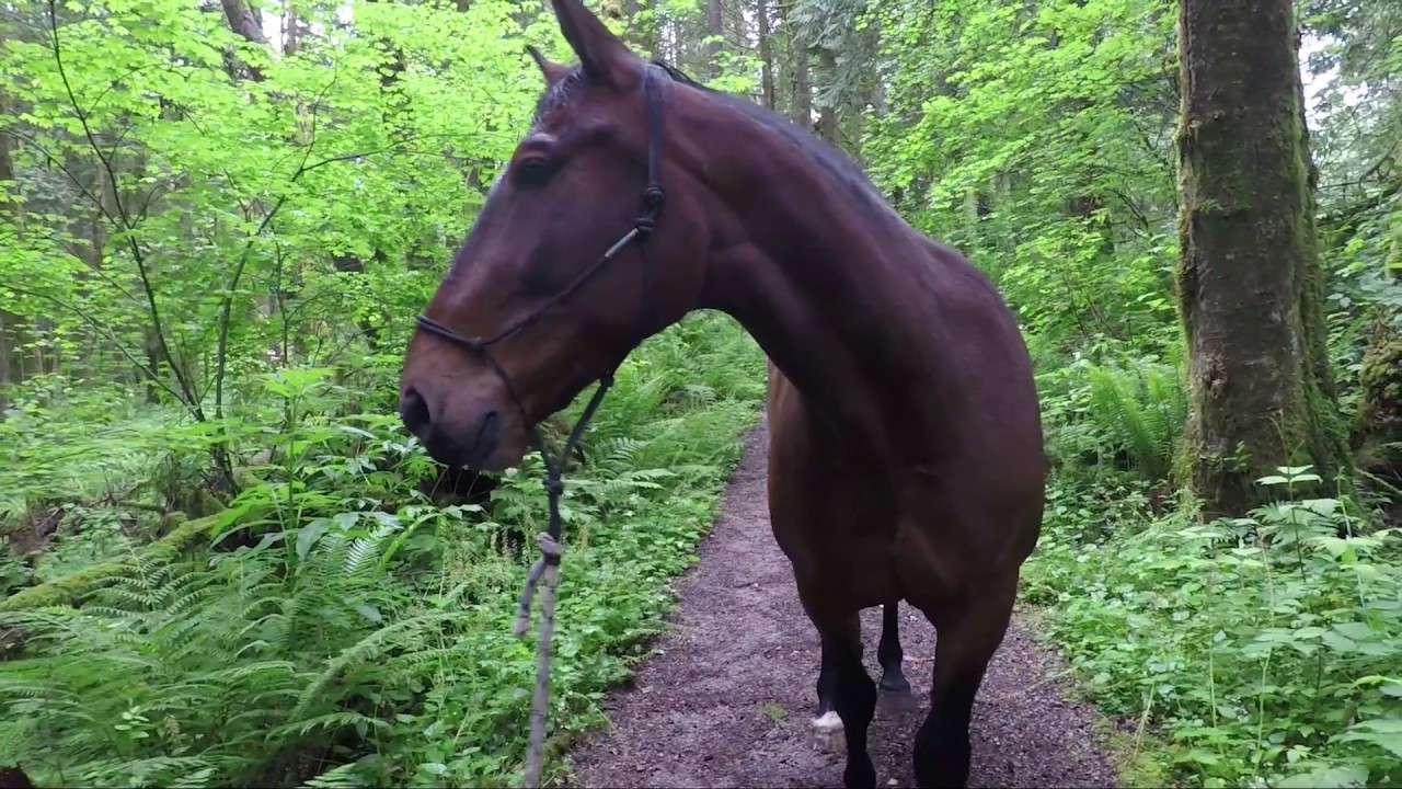 Benny the Standardbred : Horse Training Part 2, Trail Walking, Going in Water