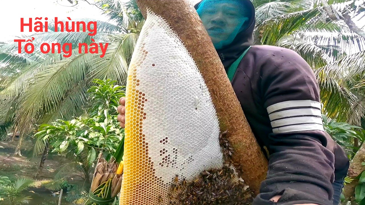 Một ngày săn ong gặp toàn tổ ong khủng tổ nào cũng bơm đầy mật bắt mà thấy mê