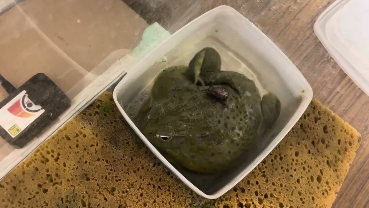 カナブンに逃げられるアフウシ😭 African bullfrog