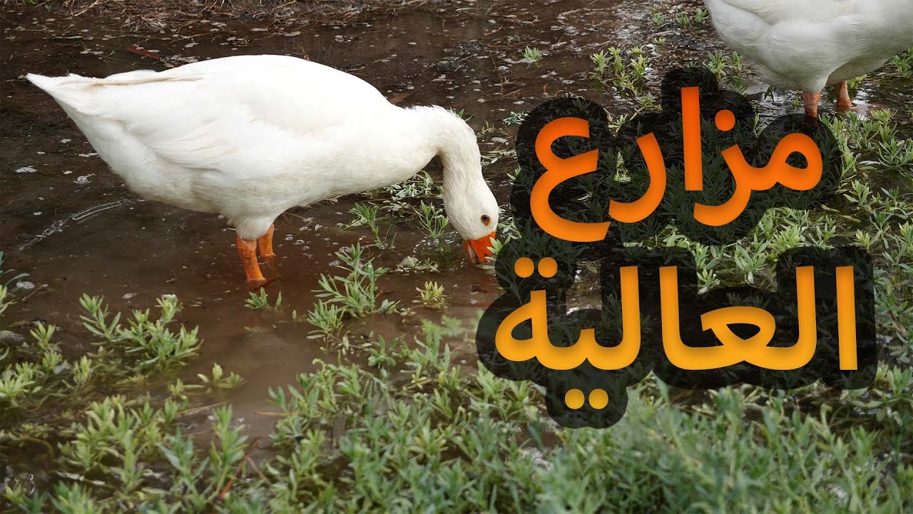 احد مزارع المدينة - مزرعة العالية 🦆 | high farm #يوسف_يكتشف