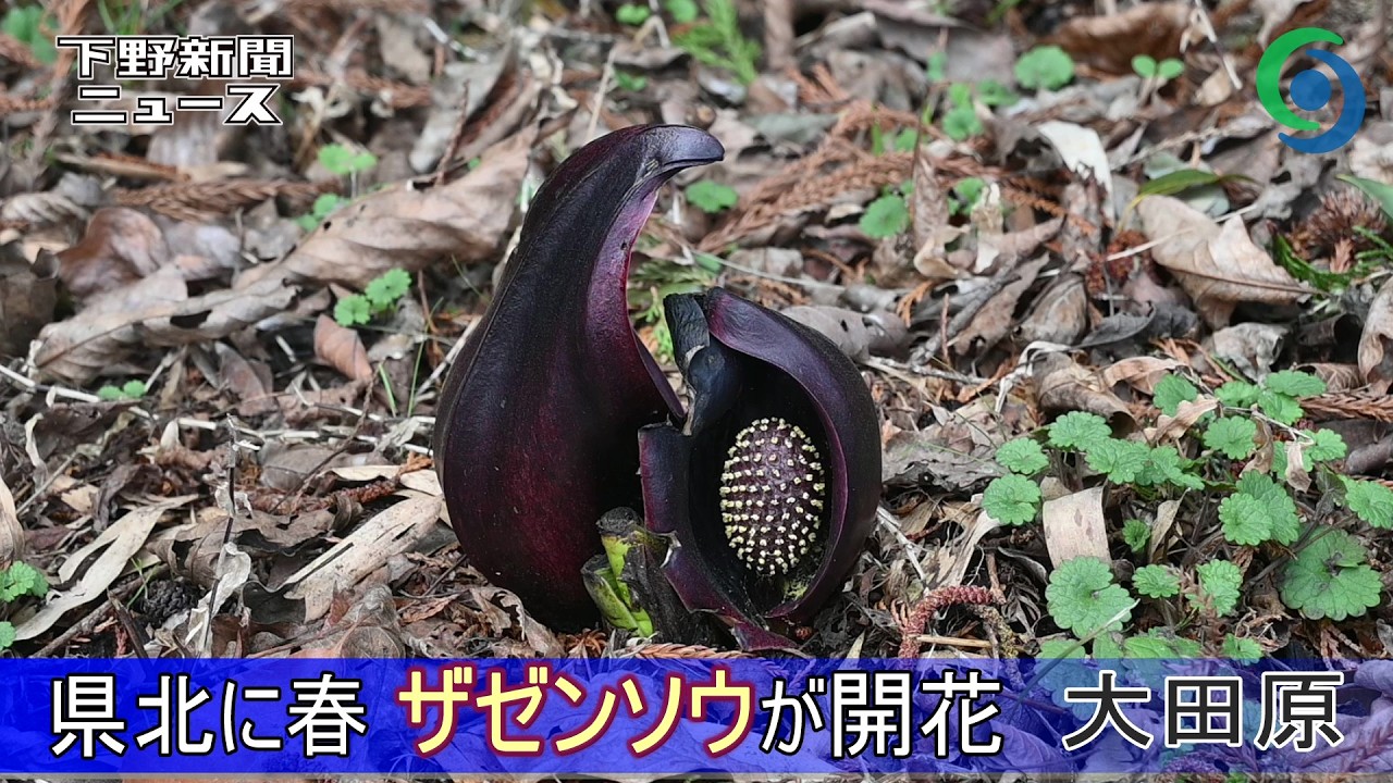 県北に春の訪れ 群生地でザゼンソウが開花 大田原