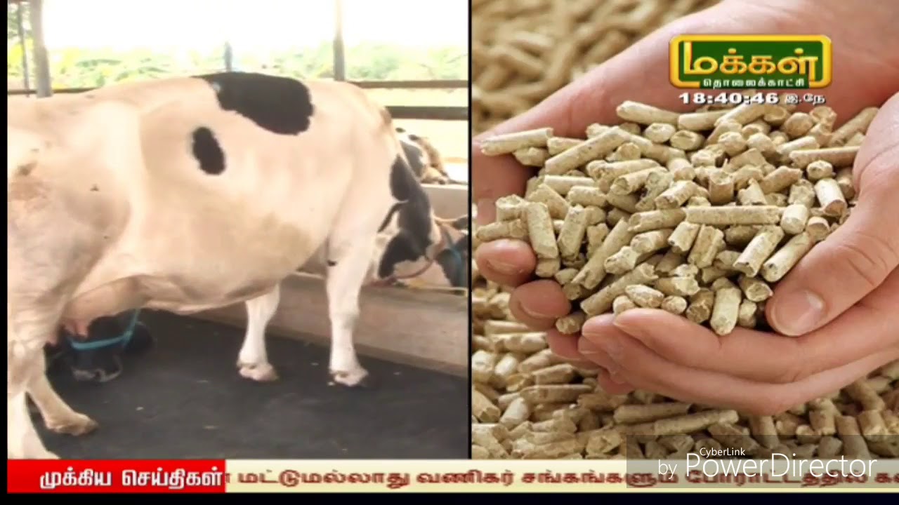 Concentrate  Feeding in Dairy farming HD