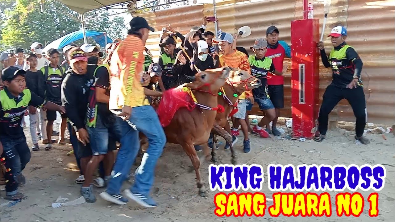 Grand final king hajarboss sang juara no 1 golongan atas di kerapan sapi Ketapang Sampang Madura