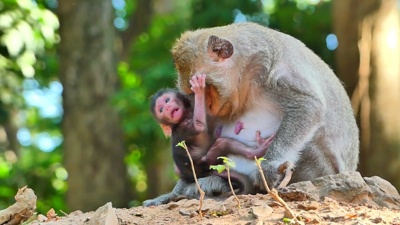 Very cute adorable baby monkey use the talent to walk after full milk