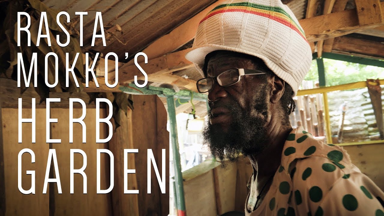 Rasta Mokko's Herb Garden! Chiganit, Ponganut, Ram Horn, Cow Foot...