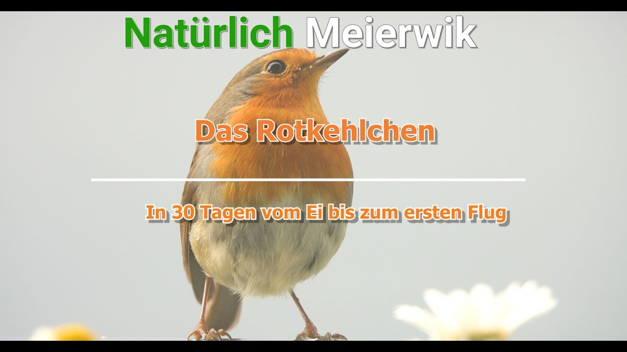 Das Rotkehlchen - in 30 Tagen vom Ei bis zum ersten Flug