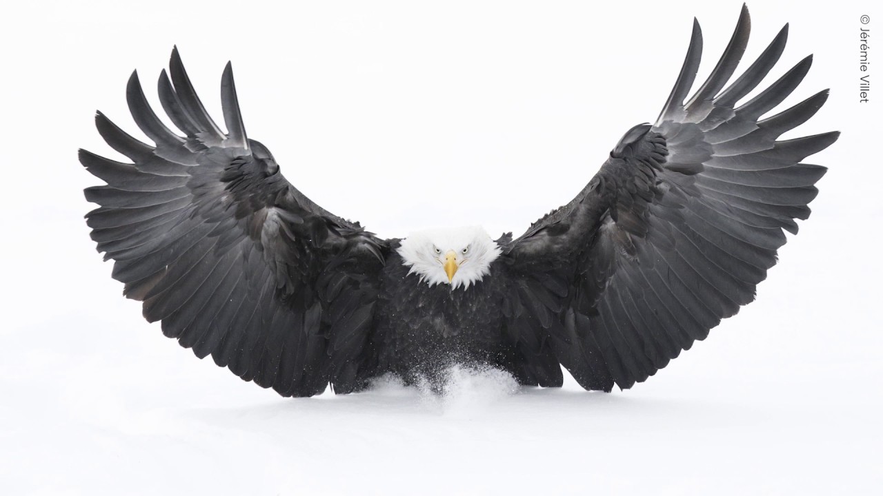Explore the online version of the Wildlife Photographer of the Year exhibition