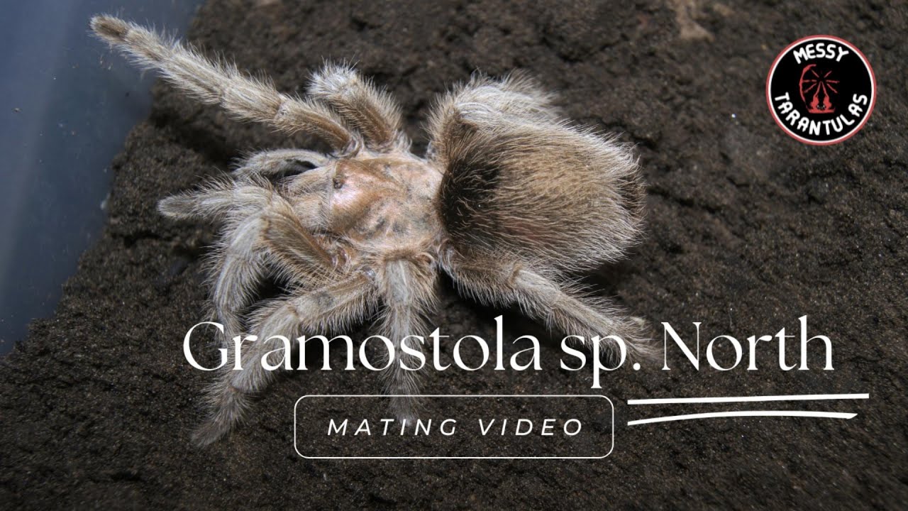 Grammostola sp "North" (Northern Gold Rose Hair Tarantula) Mating
