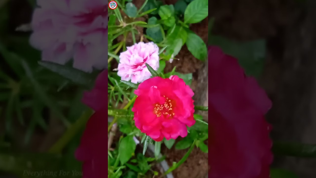 Beautiful Flowers video | Everything For You | #shorts #flowers