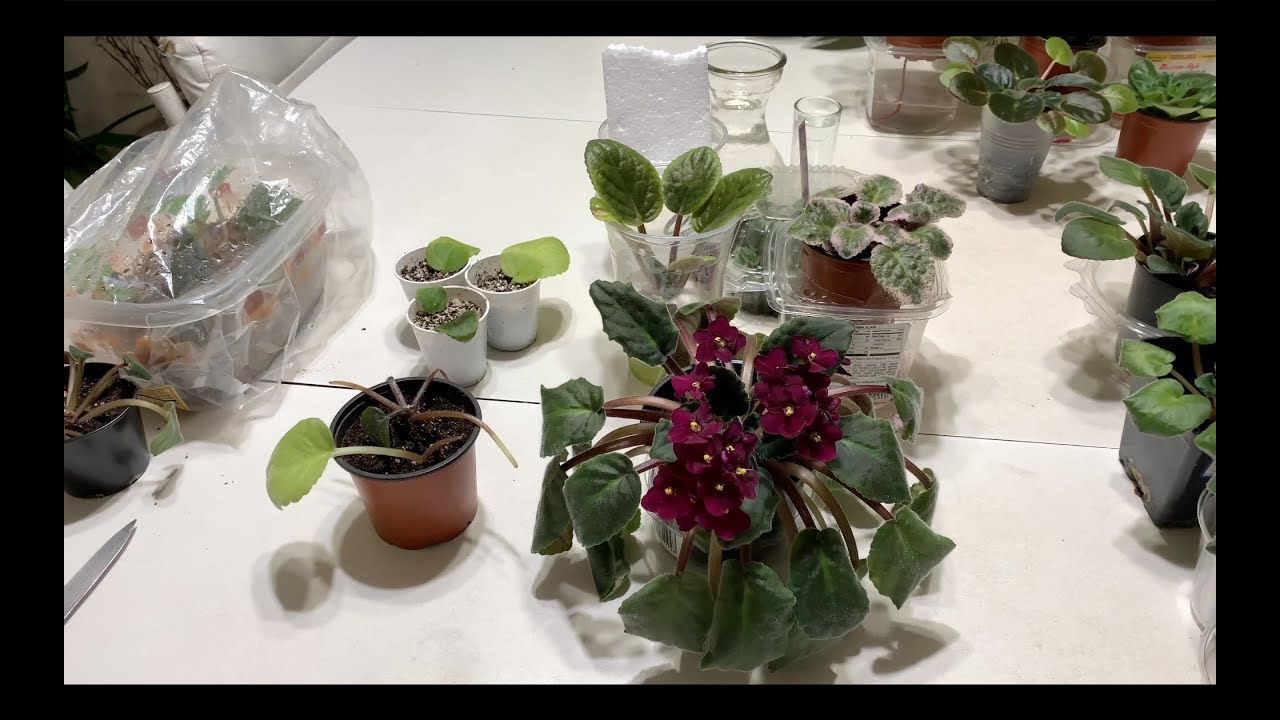 Part1: These Methods Will Help You Save Your African Violets After Overwatering