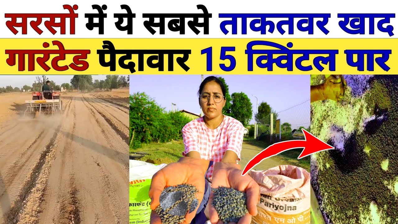 सरसों में बिजाई के समय सबसे ताकतवर खाद तूफानी पैदावार | Sarso ki kheti | DAP Ssp npk fertilizer