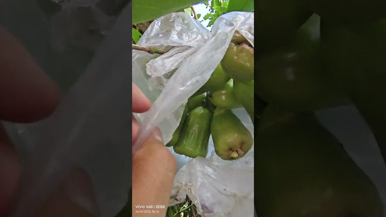Jambu air khi ojok rasa tetap manis 
