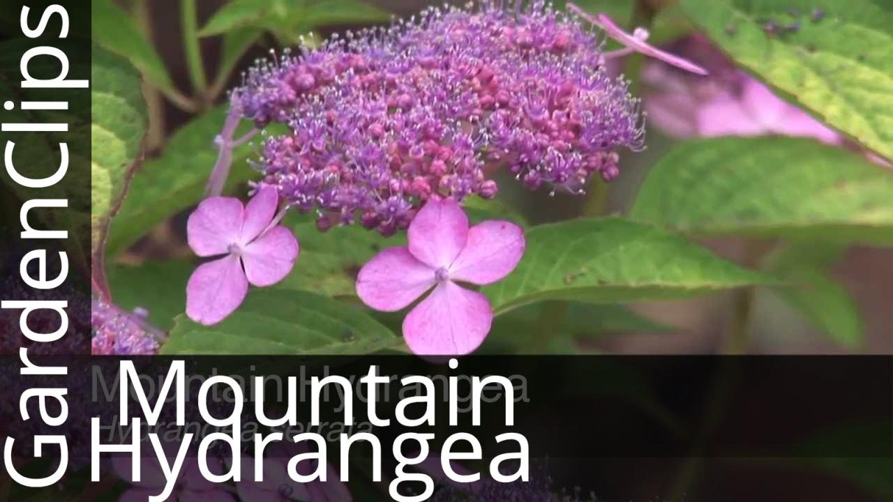 Mountain Hydrangea or Lace-cap Hydrangea - Hydrangea serrata - How to grow Hydrangea serrata