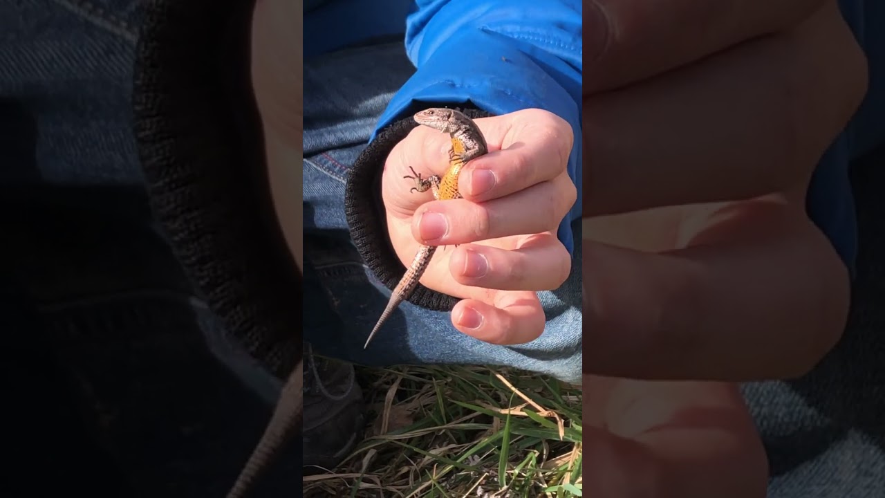 Waldeidechsenm&auml;nnchen (Zootoca Vivipara) am 25.2.2024 gefunden.               #naturschutz #lizard