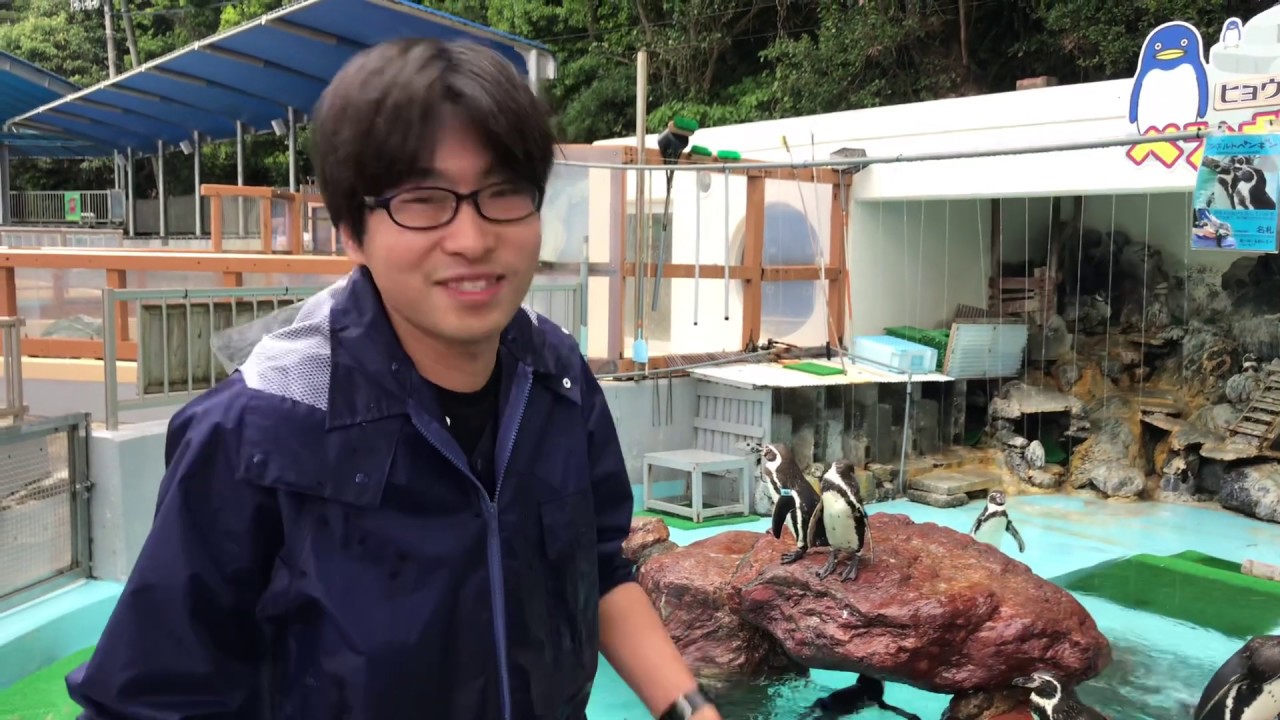 Hama Tube！　飼育員「フジ」×フンボルトペンギンたち