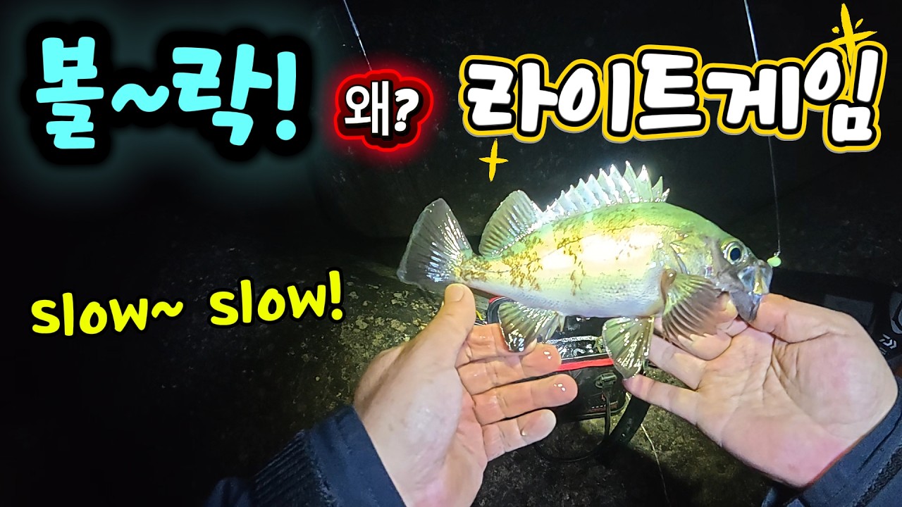 볼락 낚시를 왜? 라이트 게임이라 하는가?#볼락낚시#볼락루어낚시