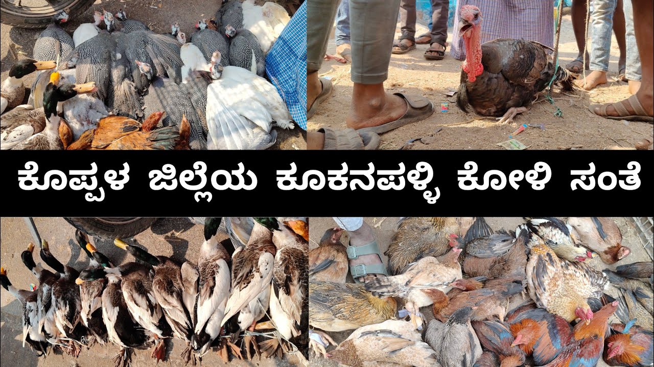 ಕೂಕನಪಳ್ಳಿ ಕೋಳಿ ಸಂತೆ | Exploring Kukanapalli chicken market |
