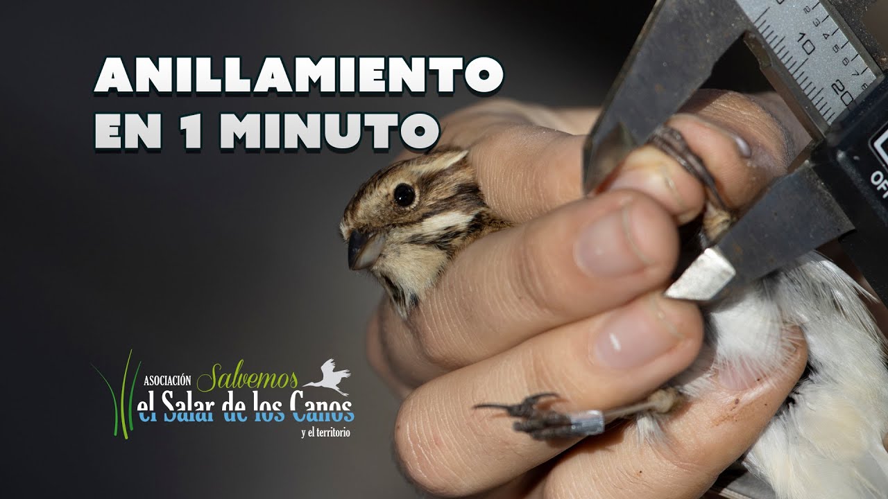 Anillamiento cient&iacute;fico de aves.