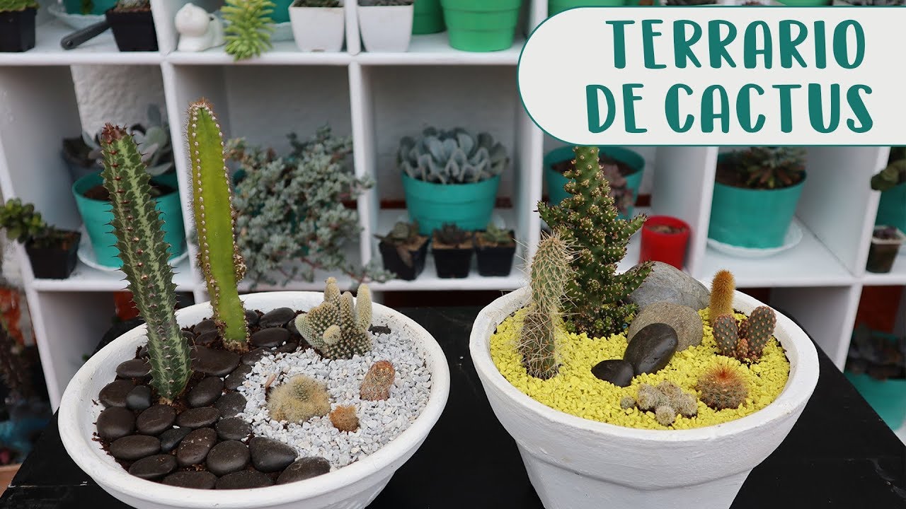 Cómo hacer un terrario con cactus│Candy Bu