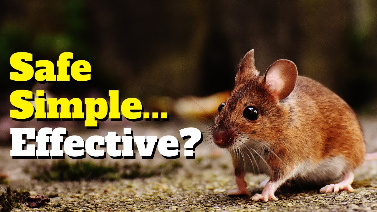 eRATicate Mice in Your Greenhouse! A Fast, Simple DIY Solution