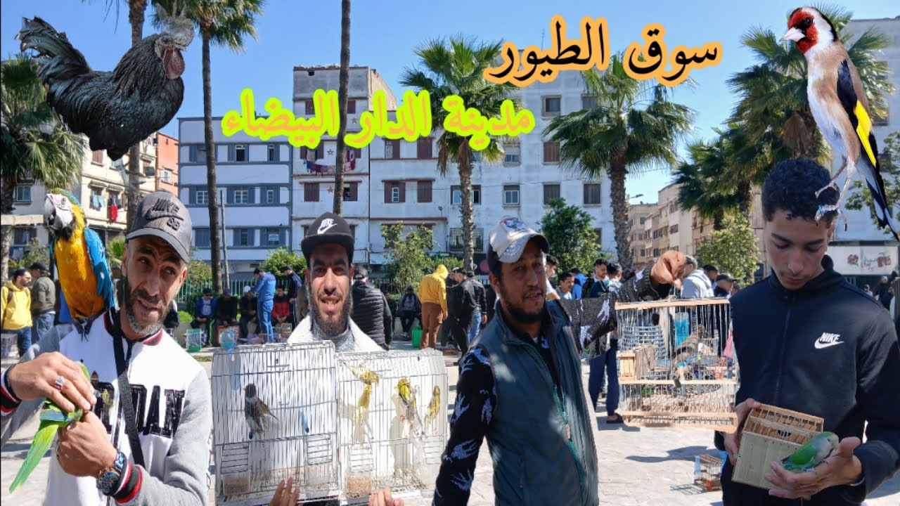 سوق الطيور يوم الأحد 22\2\2026 تعرف على الآتمنة الطيور والحيوانات الأليفة مدينة الدار البيضاء 💥✌️