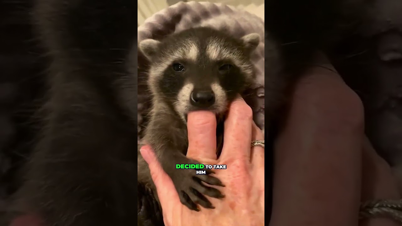 Rescued Raccoon Finds a Loving Home After Losing His Tree! 🦝❤️