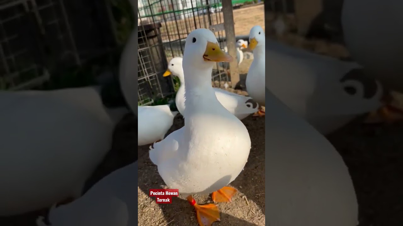 Ternak bebek peking #shorts #bebekpedaging #bebekhibrida #bebekpeking