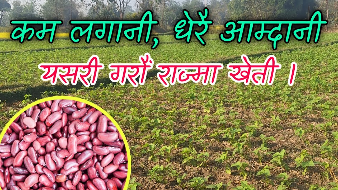 थोरै लगानीमा धेरै आम्दानी यसरी गर्नुस् राज्मा खेती । Rajma kheti 