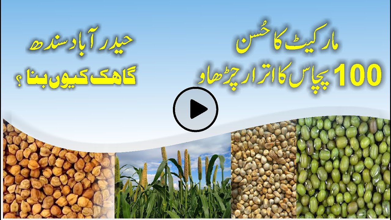 INTERNATIONAL MARKET NEWS & Rate l Moong, Bajra, Chana, Guara Rate updated today l Bashir Sandhila