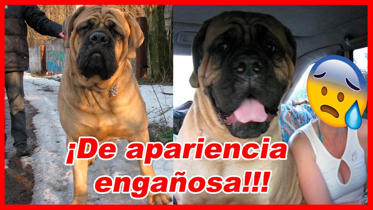 El COLOSAL MASTÍN inglés (mastiff) – CARACTERÍSTICAS y curiosidades