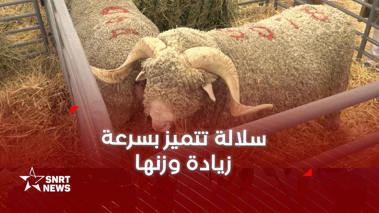 فحول 