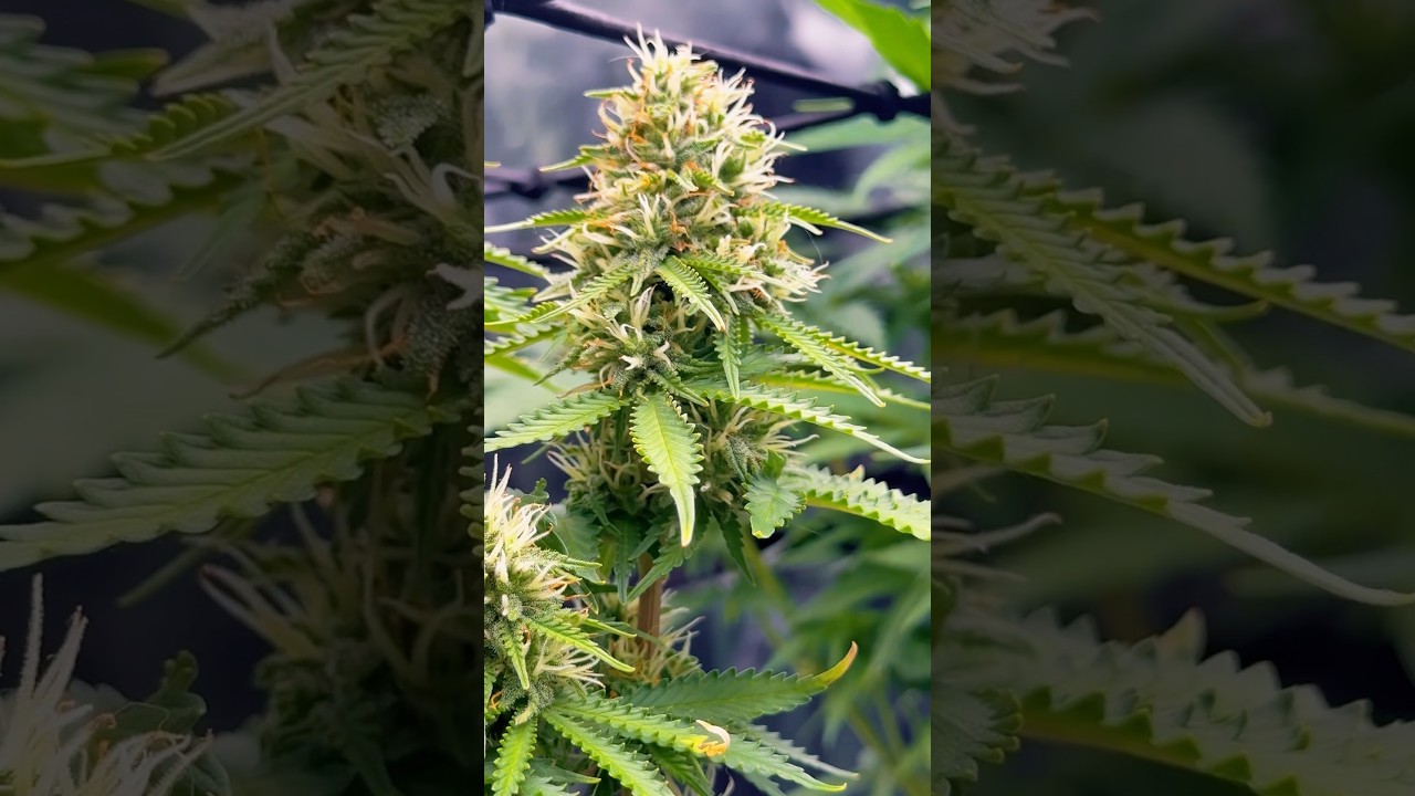 Good girl. #cannabislove #weedcommunity #weedlovers #cannabisflower