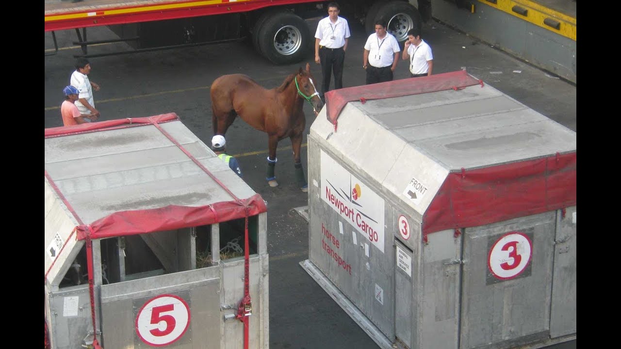 Viaje de caballos peruanos al GPI Latinoamericano 2012 (Cargas Imposibles, NatGeo)
