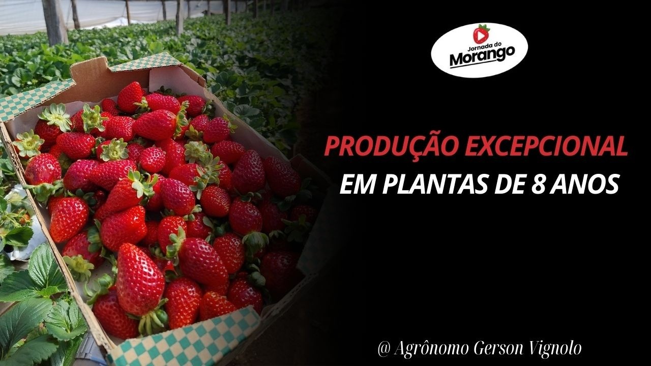 Produção excepcional de plantas de morango com 8 anos de cultivo