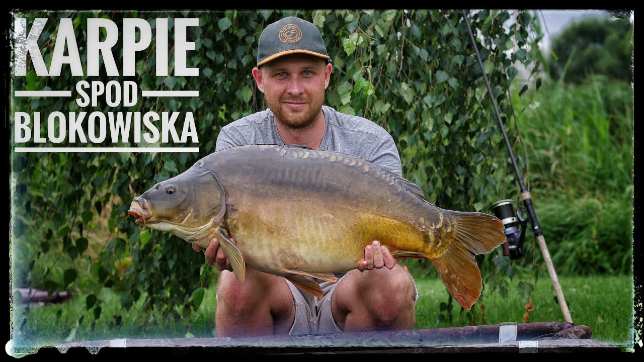 Karpie spod BLOKÓW