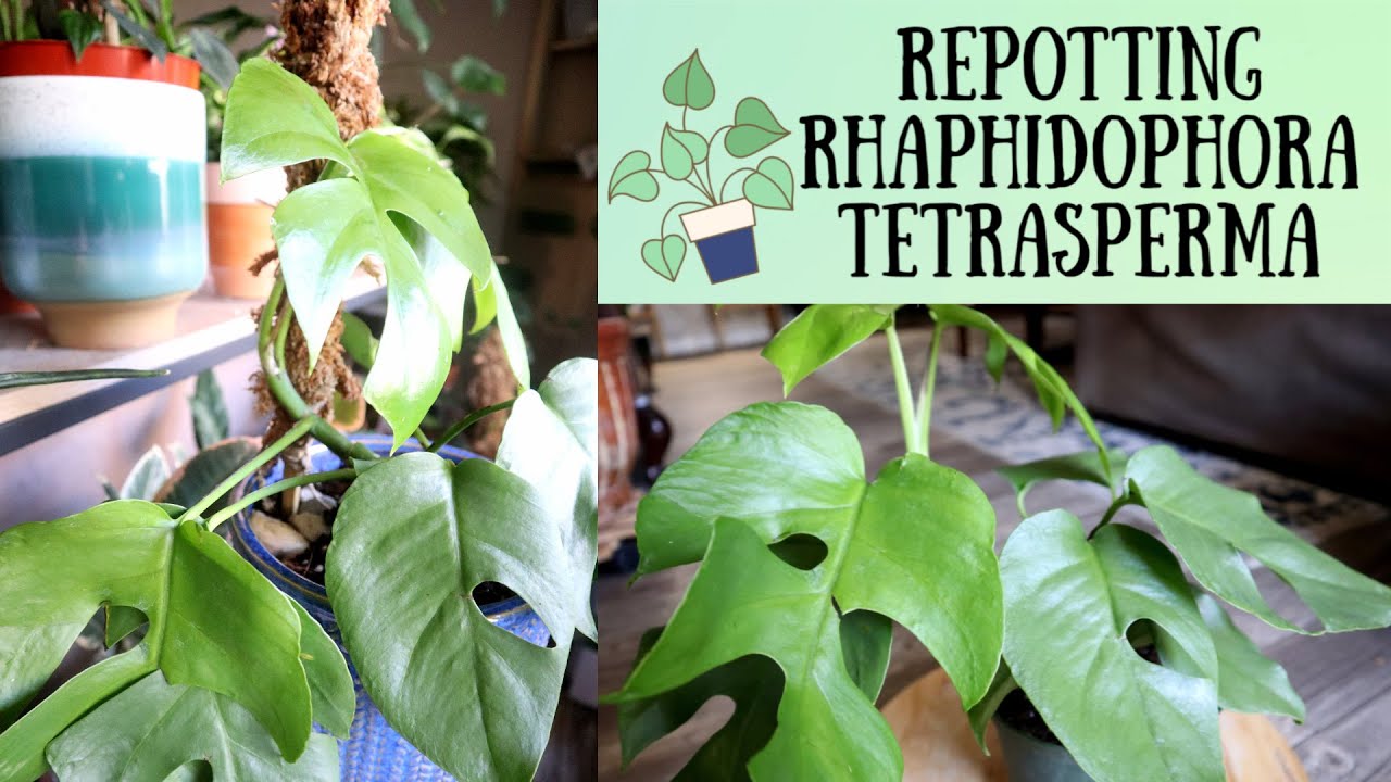 Re-potting Rhaphidophora Tetrasperma | Re-pot With Me