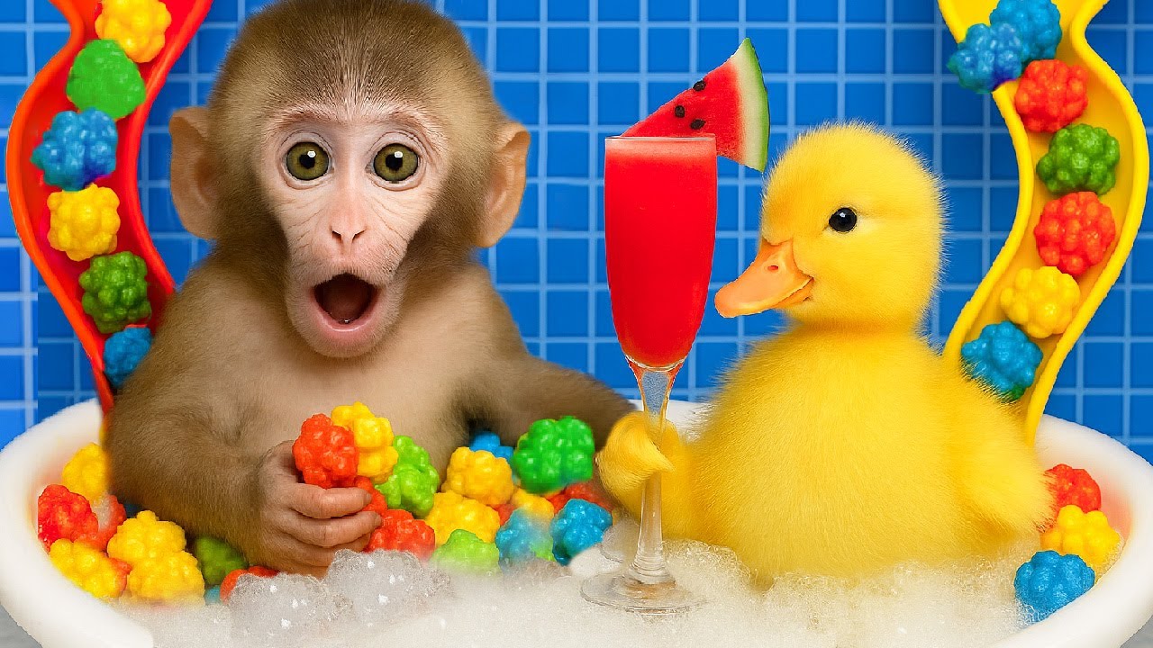 El lindo mono DuDu juega al escondite con patitos y recoge sandías arcoíris - MONKEY DUDU