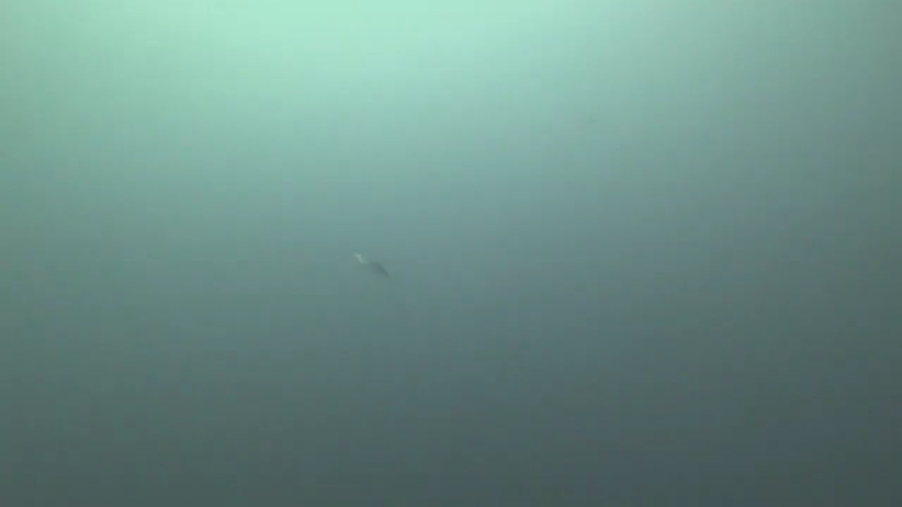 260118三保沖　鯛場　64ｍ→35ｍ　かけ上がりに出る大きな魚探反応の水中映像　MAH04145