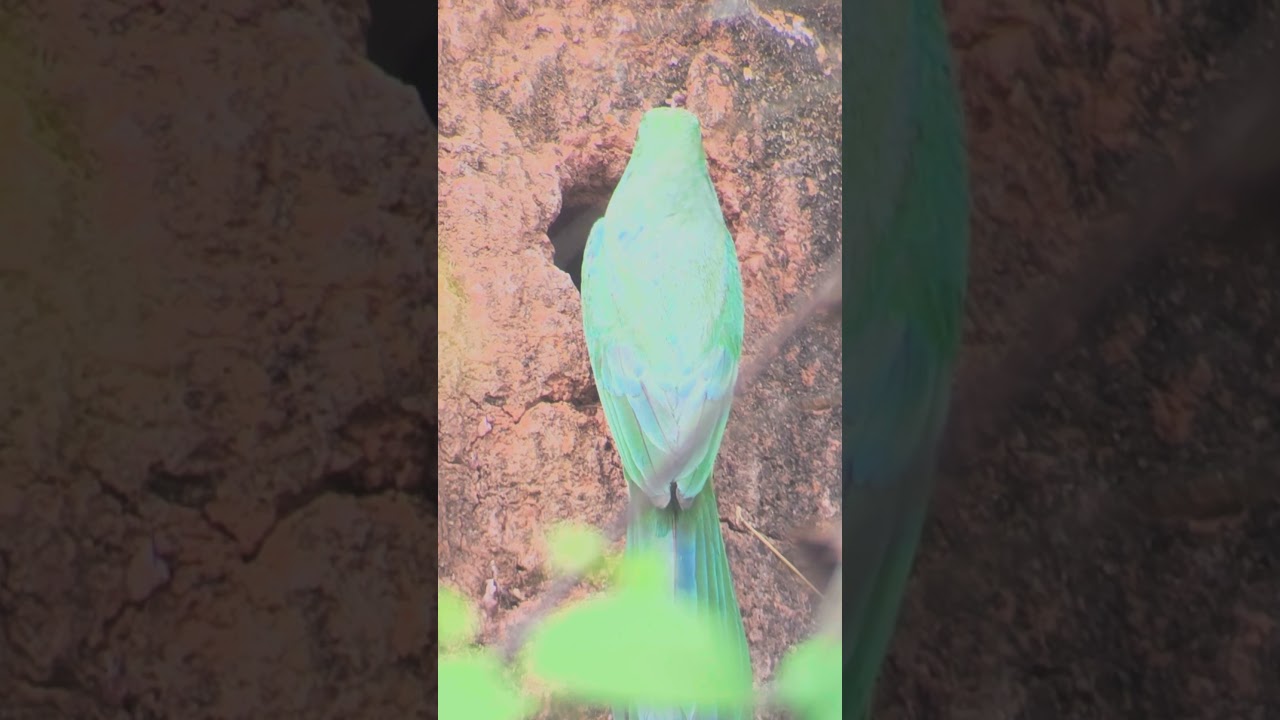Blue-bearded Bee-eater being fed