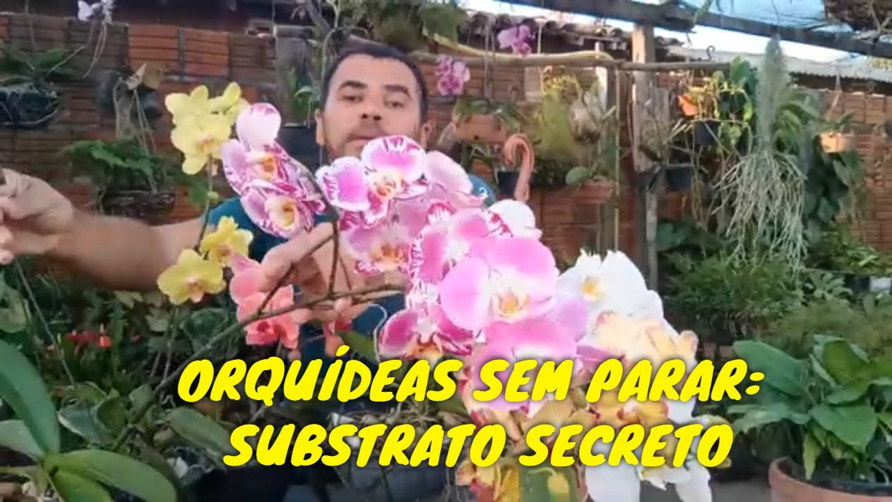 SEGREDO REVELADO: Como Fiz Minhas Orquídeas Phalaenopsis FLORESCEREM SEM PARAR com Telhas e Isopor!