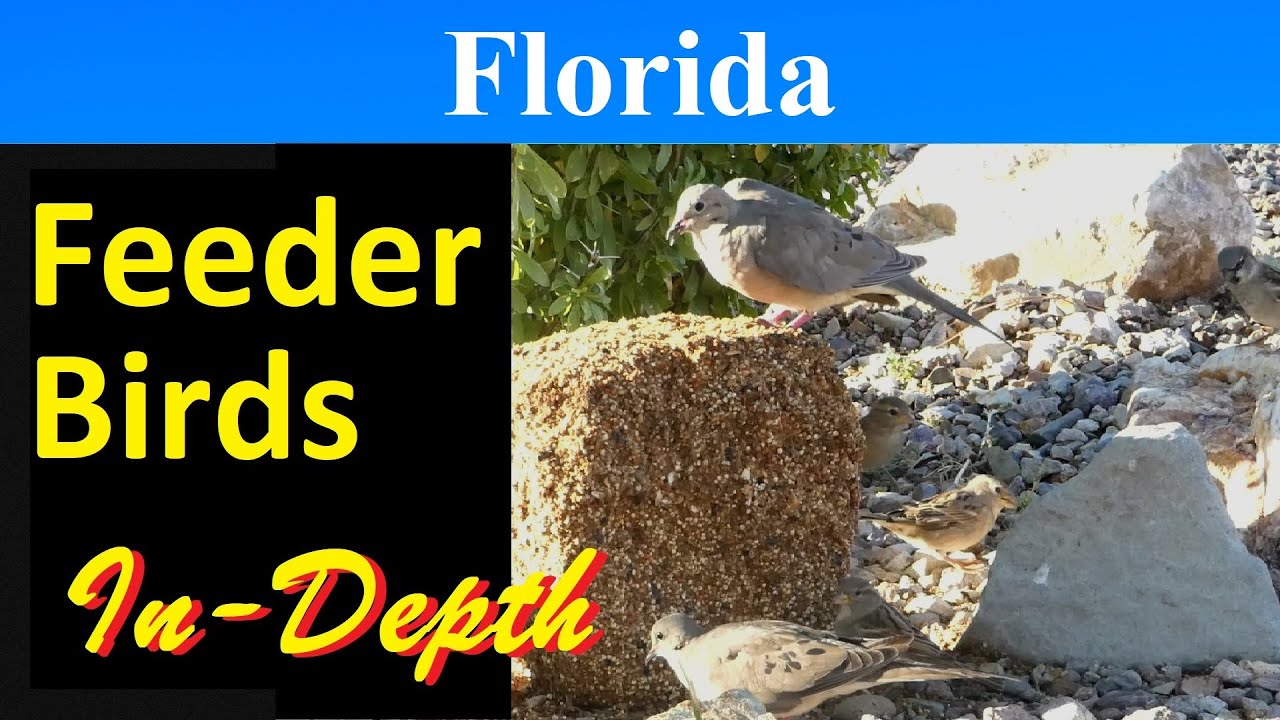 10 Most Common Feeder Birds of Florida [In-Depth]