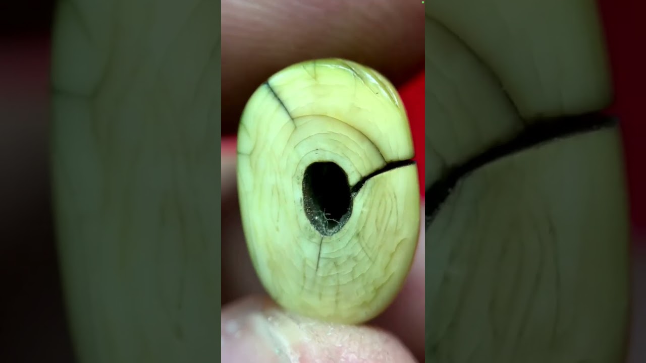 #พจน์ท่าพระจันทร์ ดู #เสือวัดกลาง #เสือหลวพ่อปาน กันครับ