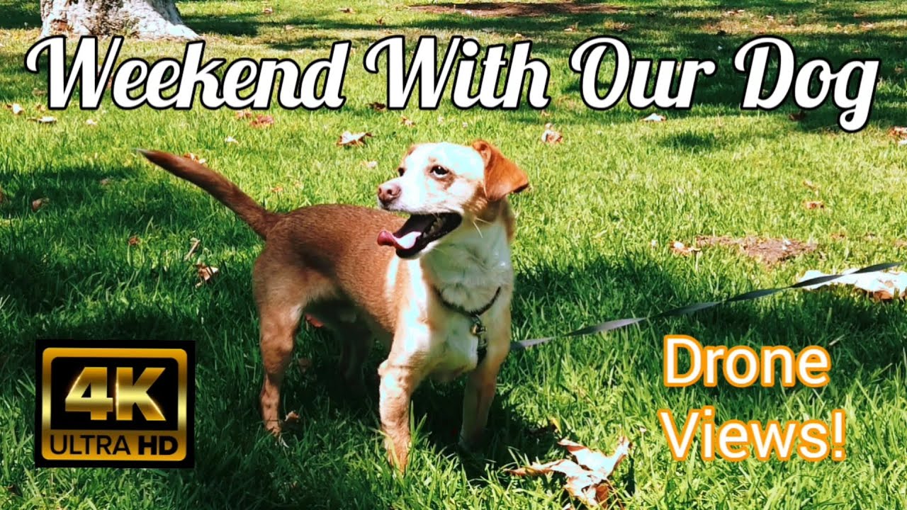 Weekend With Our Dog [DJI Drone 4K] 와이프랑 강아지랑 주말 보내기
