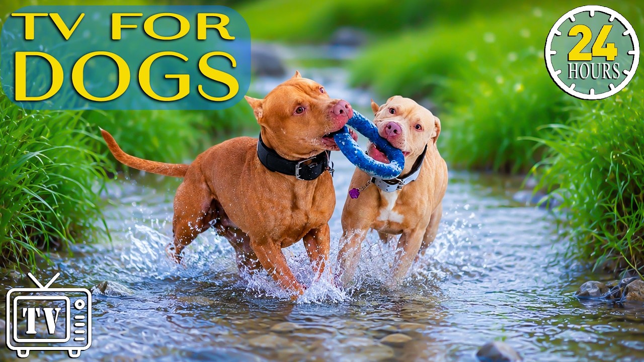 Dog TV All Day: The Best Videos for Dogs to Watch Home Alone | Relaxing Music for Dogs