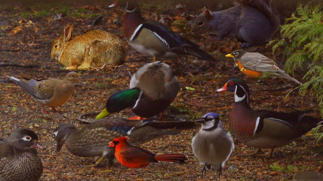 Новый вид кошачьего ТВ - Белка - Голубая сойка - Лесная утка #BirdPower