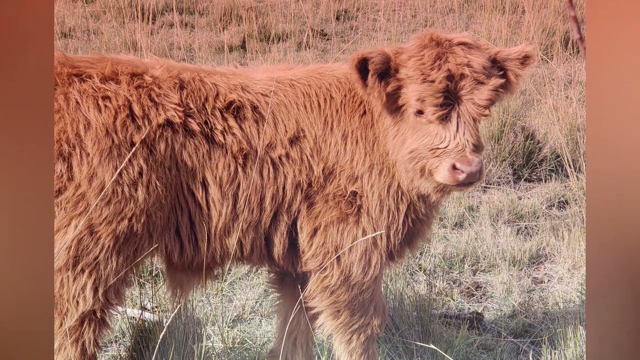 Meet Our Highlands at Fold of Liberty Farms