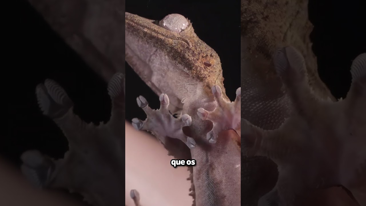 Fita x Lagartixa