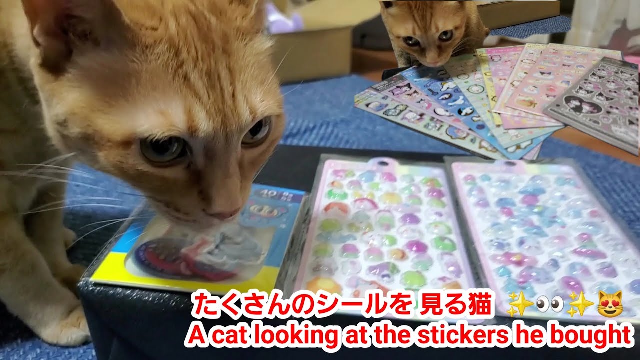 むぎっちゅ☆たくさんのシールを見る猫☆