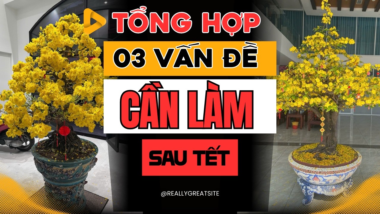 Cắt Tỉa, Đôn Tàng, Xử lý Chậu & Chất trồng: cho Cây Mai Vàng Sau Tết từ A-Z chi tiết nhất !!!